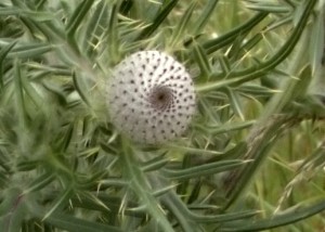 Cirsium eriophorum California Thistle, Cirsium eriophorum, Wikipedia