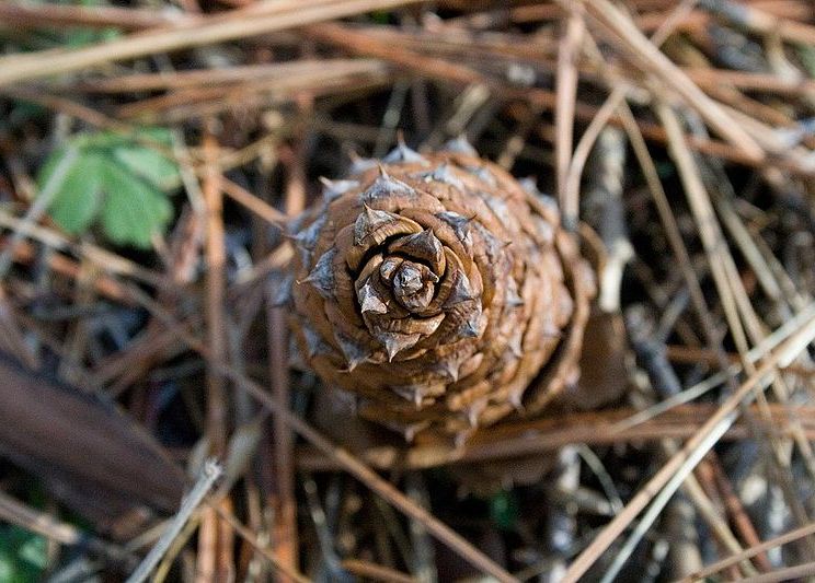 Pine cone Pine cone spirals according to numbers