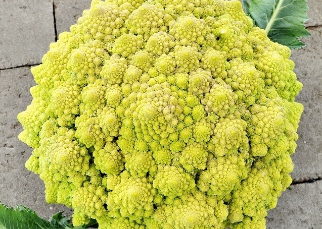 Romanesco broccoli Can you see the spirals in this Romanesco broccoli?