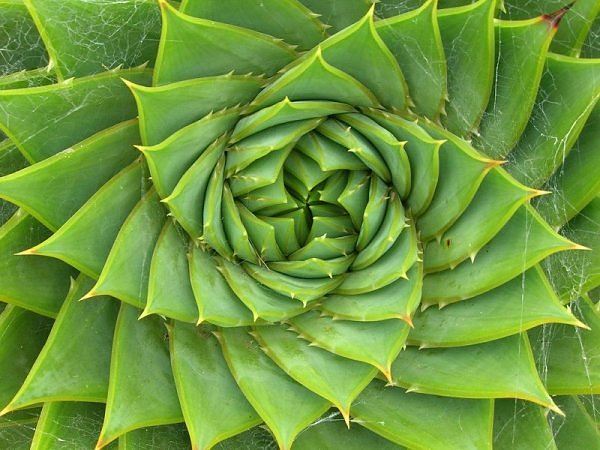 Succulent If you count the number of petals in this succulent, it will be a Fibonacci number