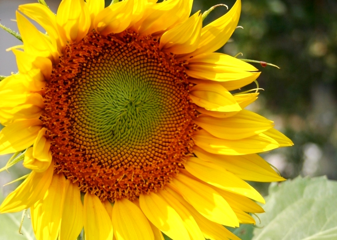 Sunflower-sl Sunflower