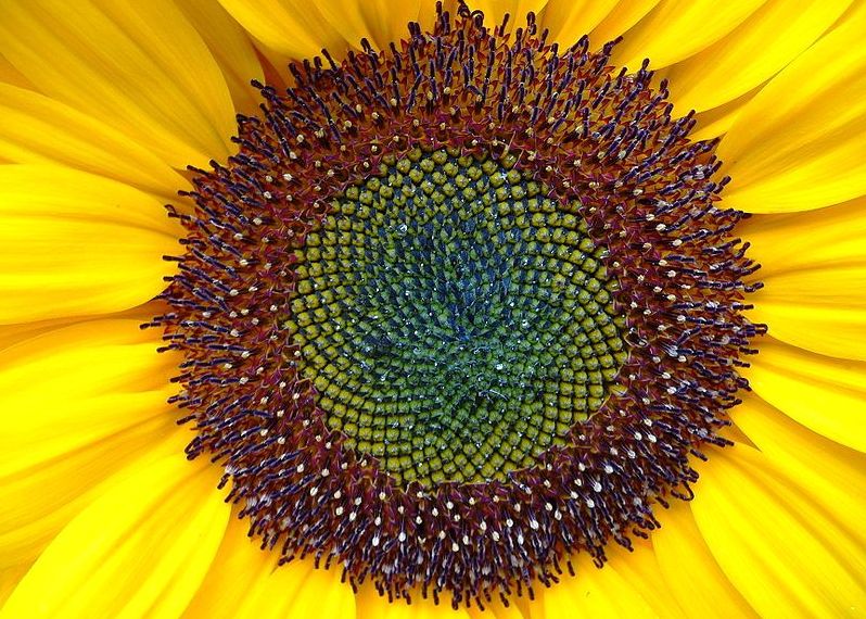 Sunflower Sunflower seeds, beautiful patterns, but no time to count them...I'll take your word...