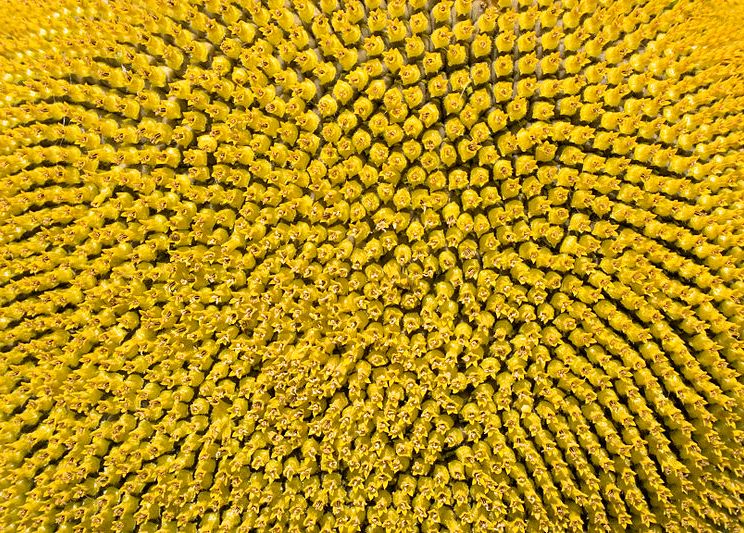sunflower 2 Sunflower pattern showing spirals