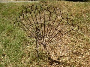 peacock before