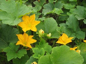 Beautiful, healthy pumpkin plant, ready to eat.