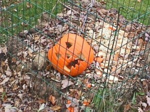 Composted Pupmkin. Awwww! Photo by Drew Beal