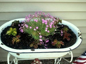 Enamel pan makes a good raised planter