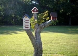 A trio of birdhouses are welcoming