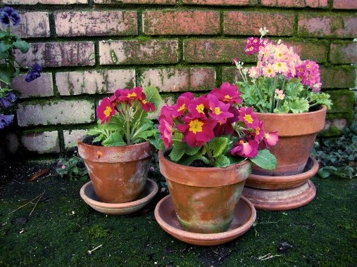 Jane Ochinero Krauter 2 Jane Krauter's mossy pots