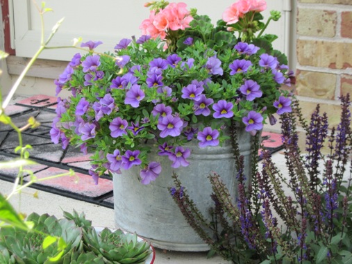 Million bells or calibrachoa