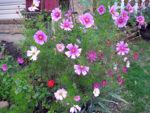 Too 'friendly' cosmos Too 'friendly' cosmos