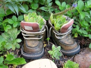 An echeveria 'hen' tucked into a bit of soil in a pair of Kirk Willis's child sized boots