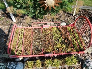 Barb Buckley's succulent bed