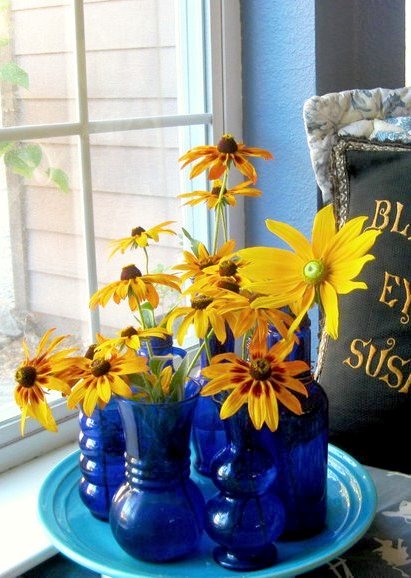 Cobalt Susans in French blue Cobalt Susans in French blue