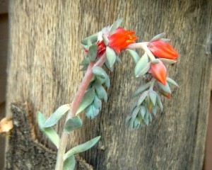 Hen & Chicks Dudleya cymosa flower
