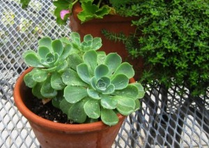 Echeverias grow babies around the base Echeverias grow babies around the base
