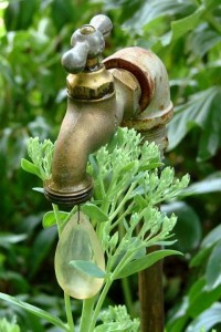 Jeanne Sammons Autumn Joy sedum, budding under the faucet Jeanne Sammons Autumn Joy sedum, budding under the faucet