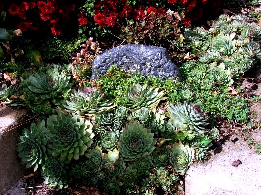Jeanne Sammons Echeveria fills in the space given Jeanne Sammons Echeveria fills in the space given