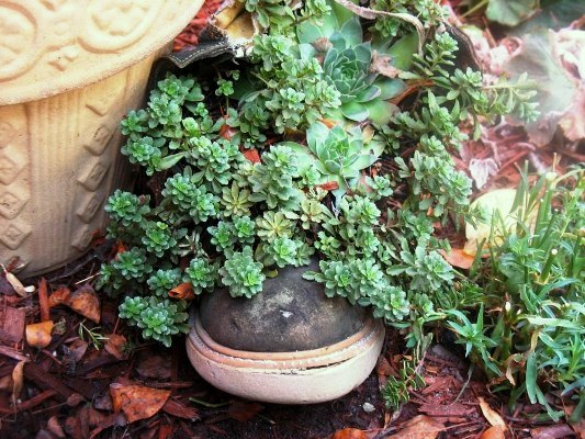 Jenny Alexander's succulent wander and flow Jenny Alexander's succulents wander and flow out of this small shoe