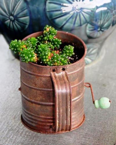 Melnee Beth Benfield's succulent, a Jelly bean sedum, 'Sedum hernandezii' Melnee Beth Benfield's succulent, a Jelly bean sedum, 'Sedum hernandezii'