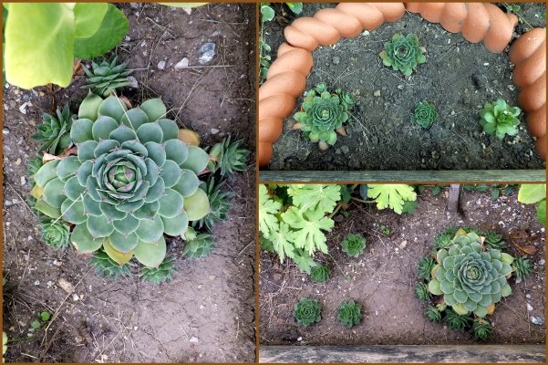 Nancy K. Meyer Nancy's Hens 'n chicks will soon fill in,...see the babies?
