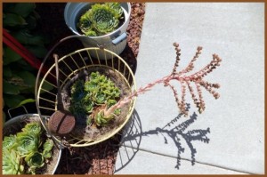 Nancy K. Meyer's hens 'n chicks bloom and grow