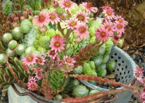 Who knew this blooms?