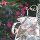 Barbara Vengalli, “Some chippy, rusty iron amongst the beautiful roses.”