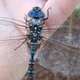 Dragonflies-feature