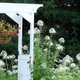 Jeanne Sammons door arbor featured