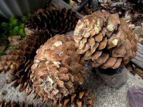 Baking pine cones to remove sap | Flea Market Gardening