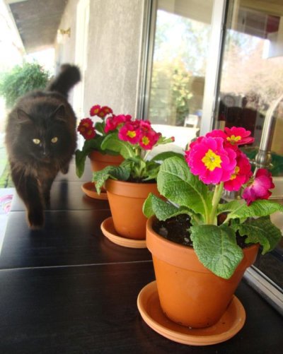 Primrose are purrrfect for flower pots
