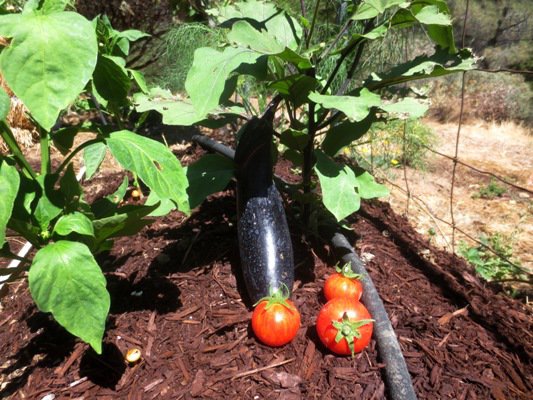 Japanese eggplant and small Red Zebra tomatoes