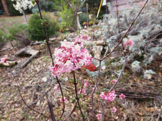 Pink Viburnum bloom in March