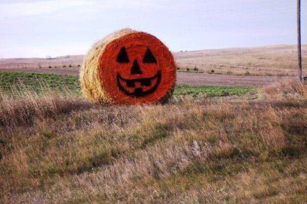 Debra Clark's photo,...a field pumpkin