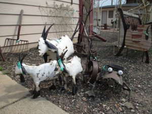 People search far and wide for these goats made from old cars