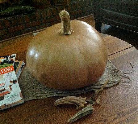 Sue Norton's saved pumpkin stems