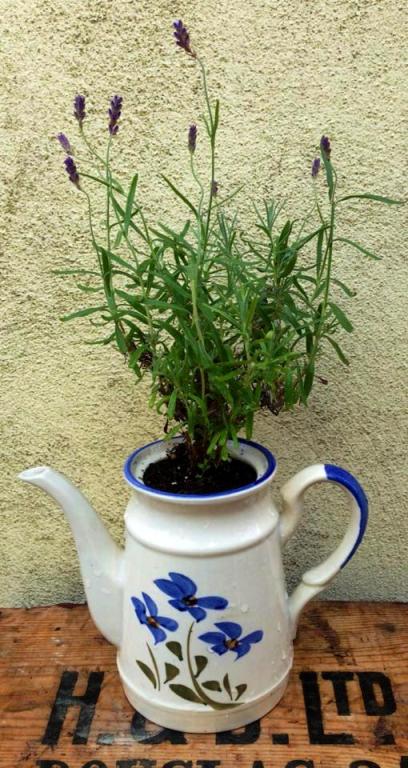 Lavender coffee pot