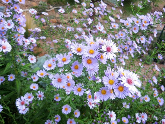 Aster dumosus 'Prof. Kippenberg' attracts honey bees as well!