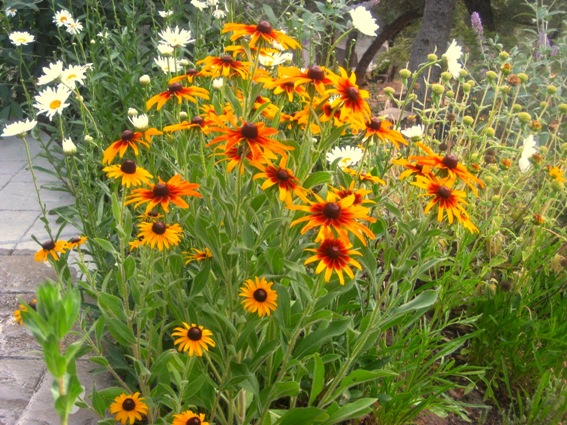 Black-eyed Susans, or Rudbeckia hirta shown here.  There are many varieties and all attract butterflies!