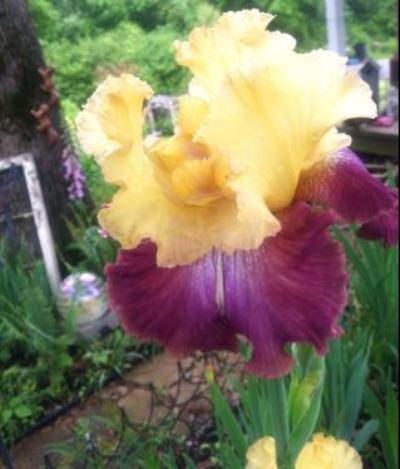 Jennifer Frazier's gorgeous two-toned iris