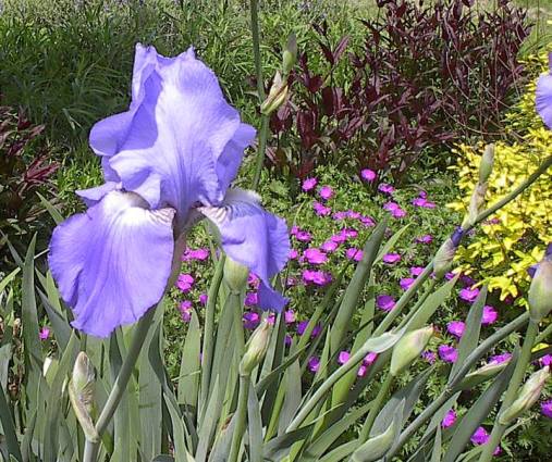 Rick McCullum's blue iris combines nicely with yellow and purple