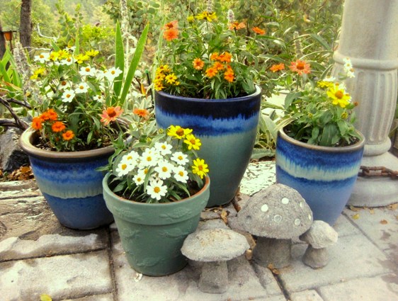 Zinnias are easy for containers, and can be grown easily from seed!
