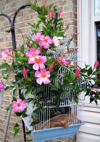 Jeanie Merritt's cage serves as a trellis for a blooming mandevilla vine