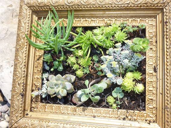 Kathy Schumacher‎'s amazing succulent frame