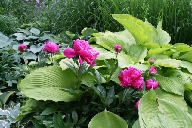 Mary Taylor's peonies‎ peak out from under the gorgeous hosta