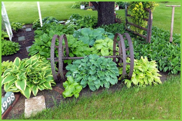 Nancy's hosta grow up in Spring, nestled in with old farm implements