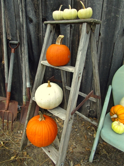 Sue Langley's Fall pumpkin display